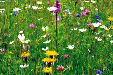 Blumenwiese extensive Wiese mit Blütenpflanzen