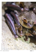 Reportage aus dem EuroNatur-Magazin (2/20): Naturschutz unter Tage - Zu Besuch bei Großem Mausohr und Co. 