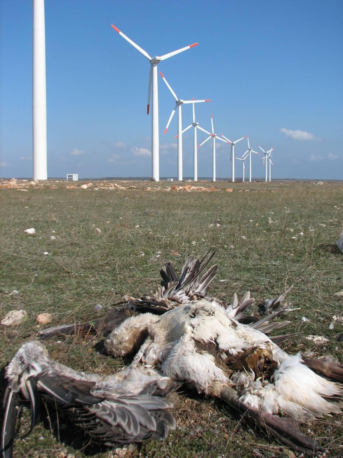 Vogelschlagopfer durch Windturbinen